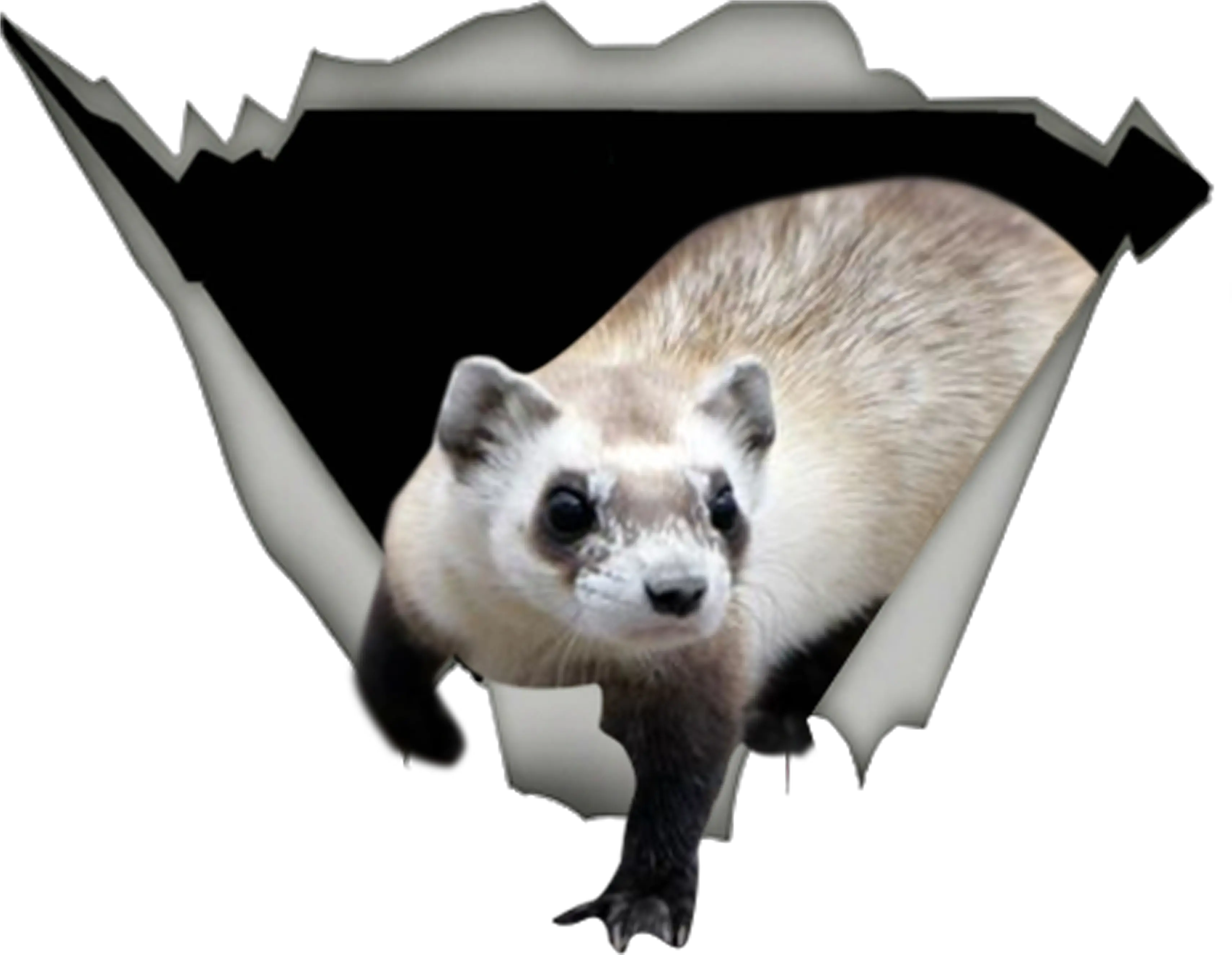 Ferret Products From Lovers Teespring Ferret Png Ferret Png