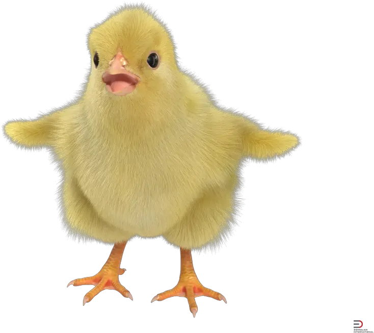 Chick With Fur Royalty 3d Chick Png Chick Png