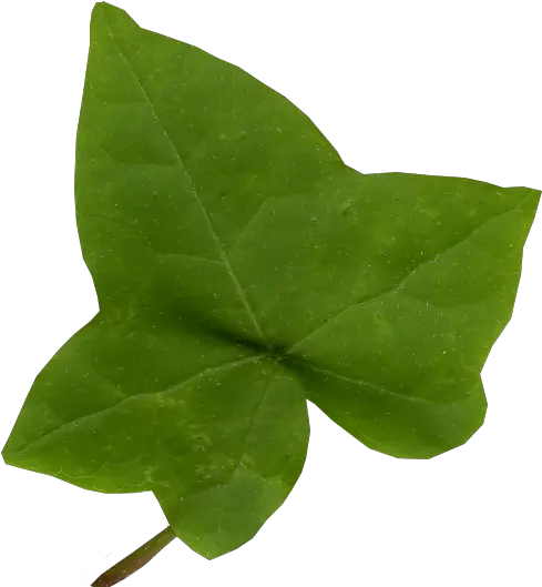 Download Hd Ivy Leaf Png Clip Art Transparent Ivy Leaf Png Ivy Transparent