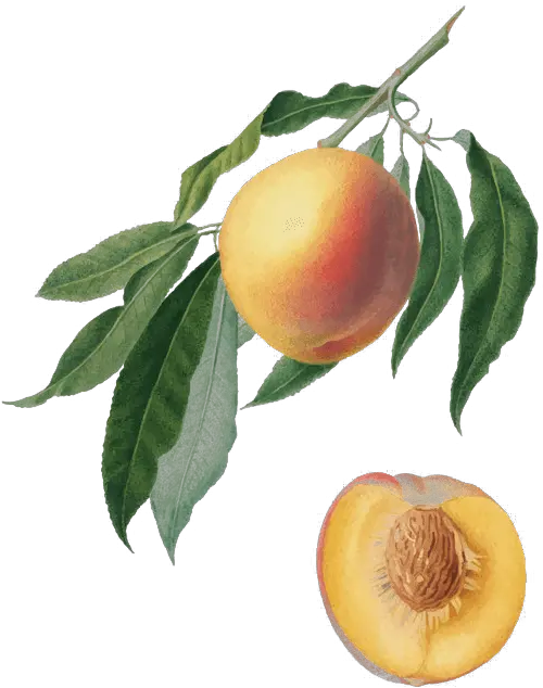 Peaches Ela Family Farms Orange Png Peach Transparent