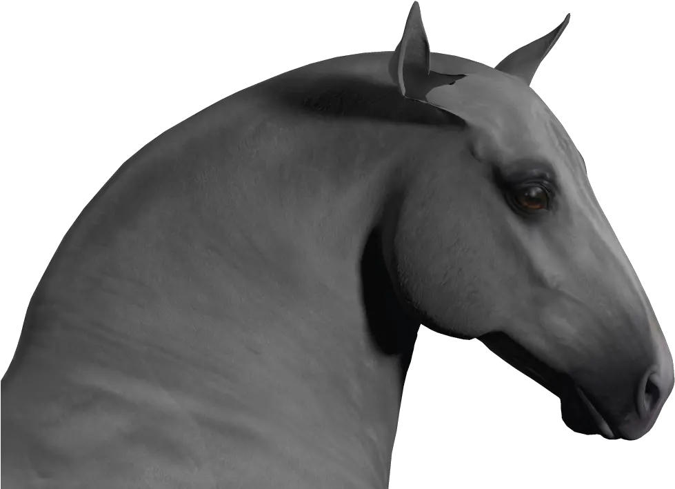 Ears Misbehaving With Draft Horse Morph Hivewire 3d Community Stallion Png Ears Png