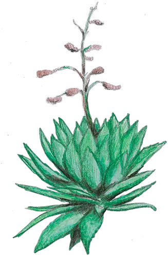 Spirits Fruit Png Agave Png
