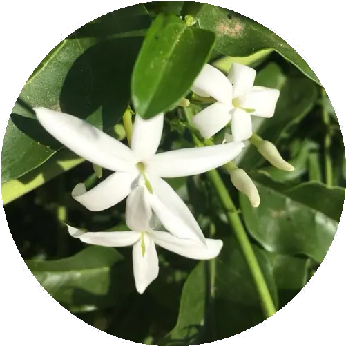 Jasmine Flower Essence Rhythm Of Beauty Frangipani Png Jasmine Png
