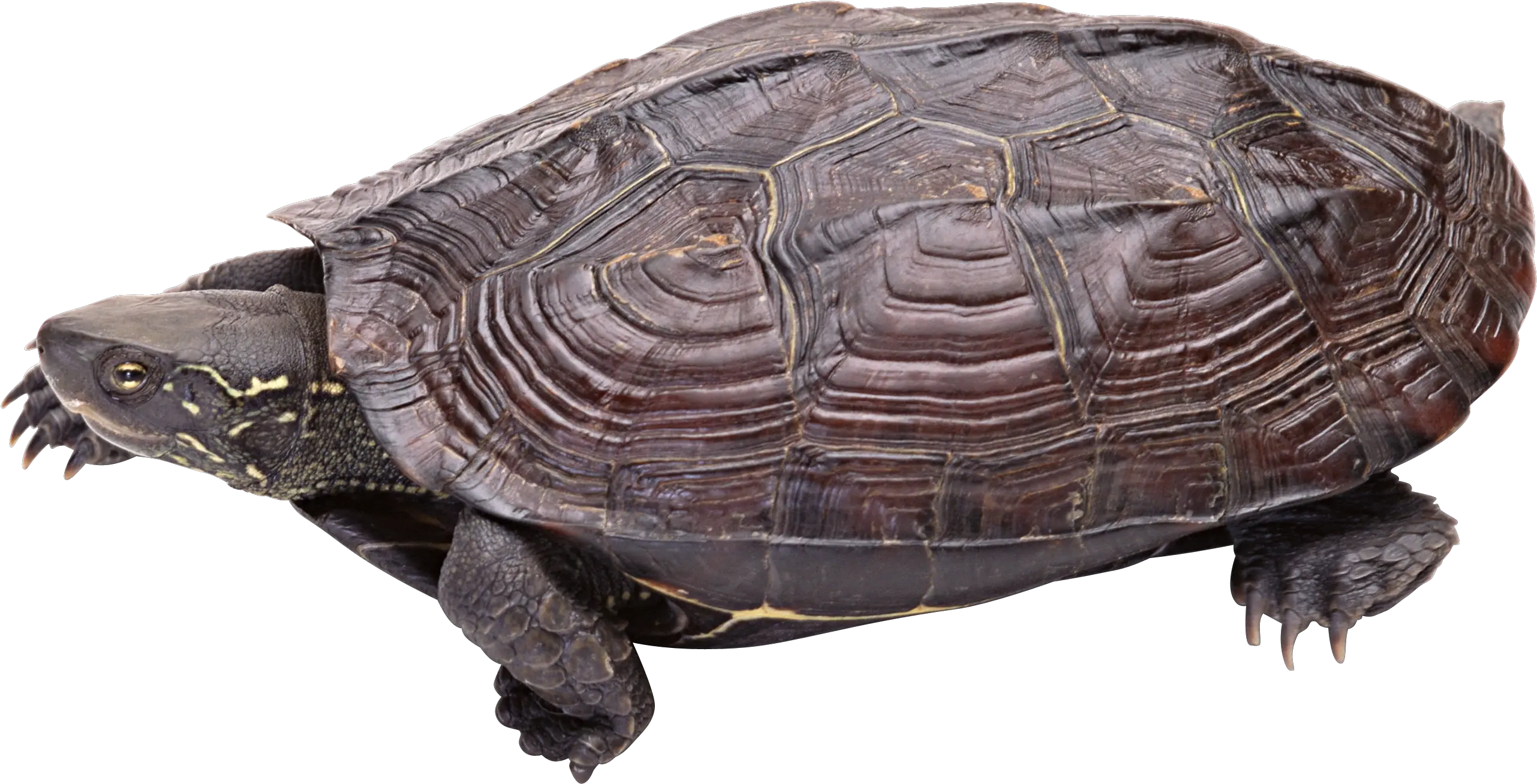 Turtle Png Snapping Turtle Transparent Background Turtle Transparent Background