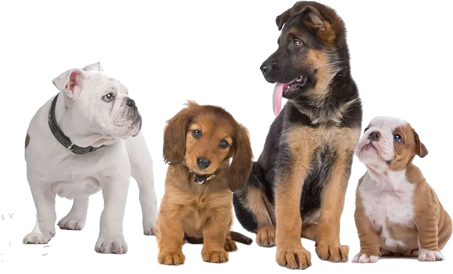 Affordable Removal In Dogs Transparent Background Dogs Png Dogs Transparent