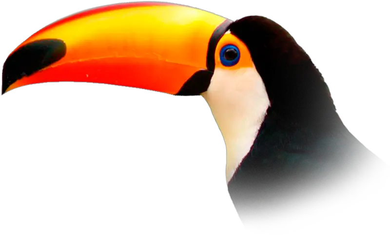 Toucan 6 Png