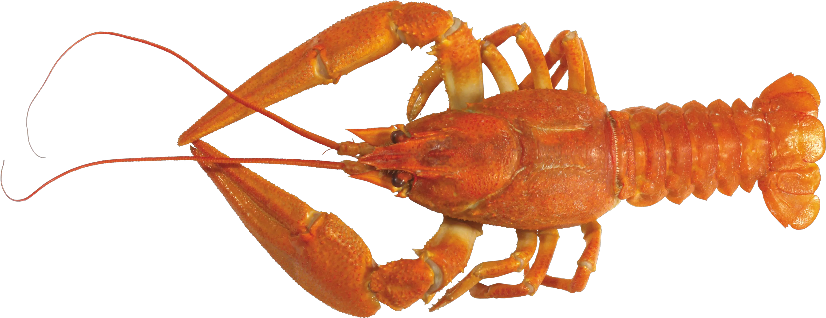 Lobster Png Images High Resolution Lobster Hd Lobster Png