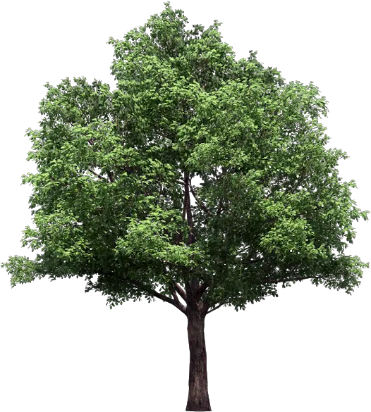 Download Vector Trees Plan Png Trees With No Background Trees Background Png
