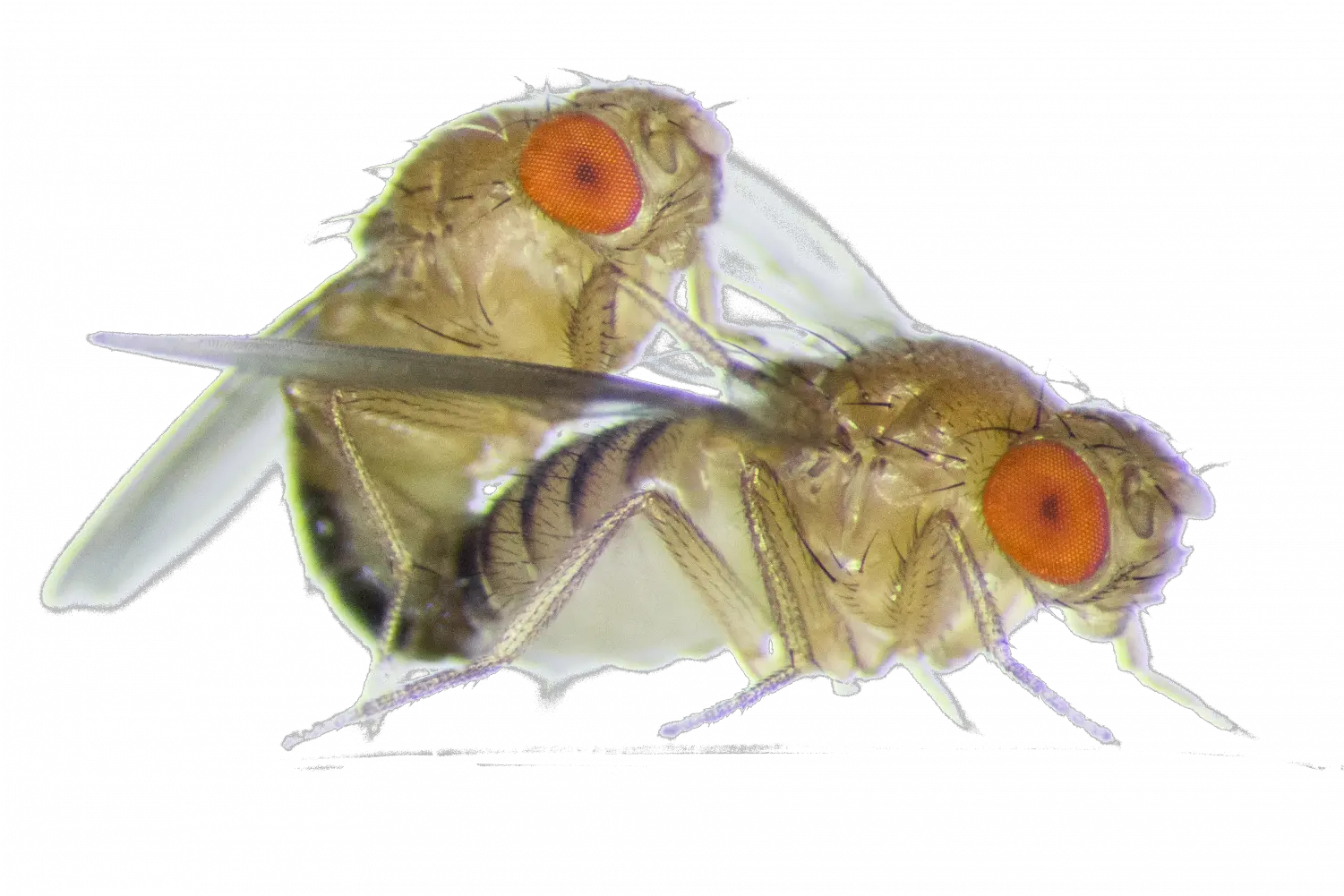 Two Flies Are Mating Fruit Fly Sex Png Flies Png