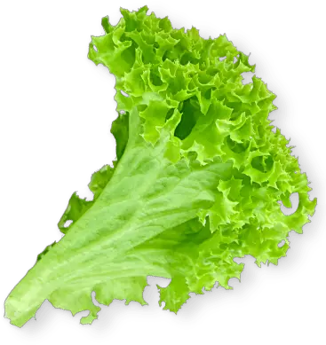 Burger Png Lettuce Leaf Transparent Lettuce Png Lettuce Png