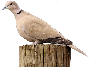 Png Images Pngs Twitter Social Media Twiter Logo Mourning Dove Transparent Background Psd Twitter Icon