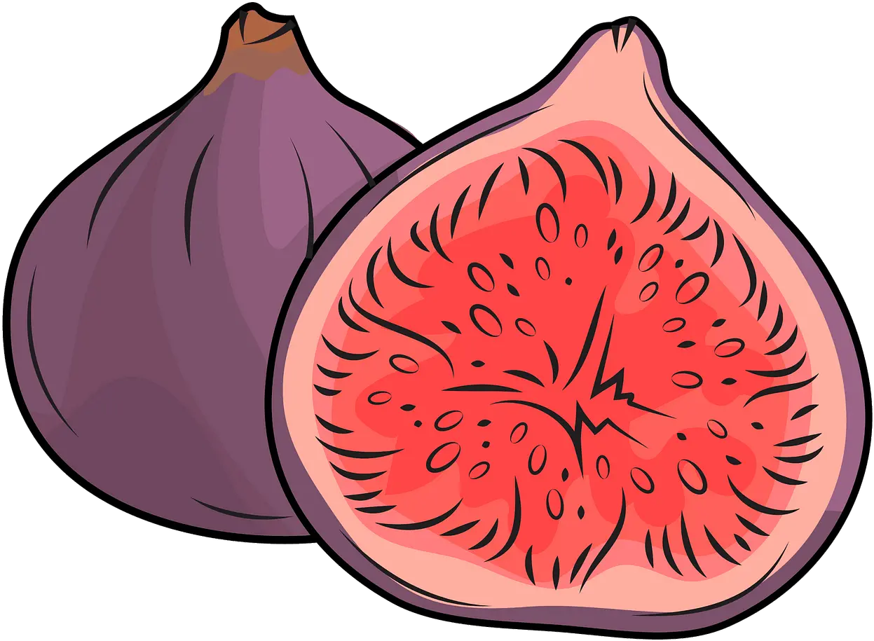 Red Onion Clipart Image Of Fig Png Fig Png