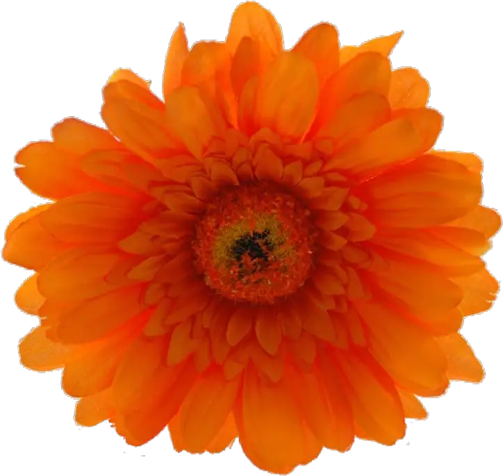 Download Now Only 19 Orange Hibiscus Flower Png Png Image Orange Hibiscus Flower Png Hibiscus Flower Png