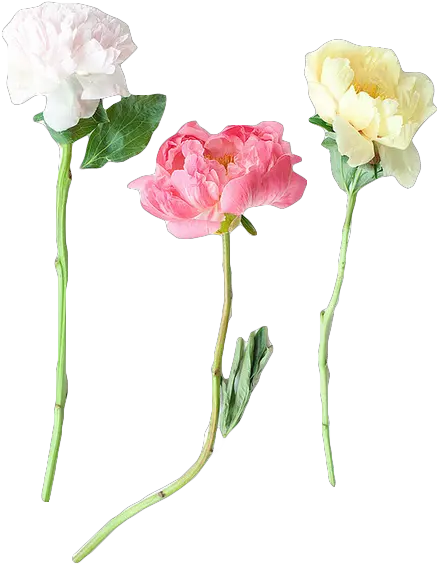 Png V Diy Wedding Peonies Png