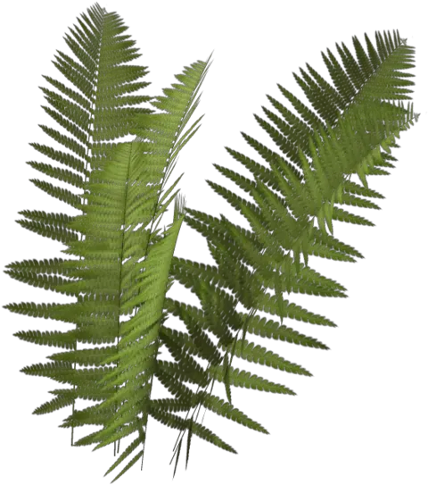 Fern Png 3 Image Fern With No Background Fern Png