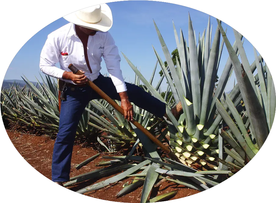 Orgave Tequila Plant In Mexico Png Agave Png