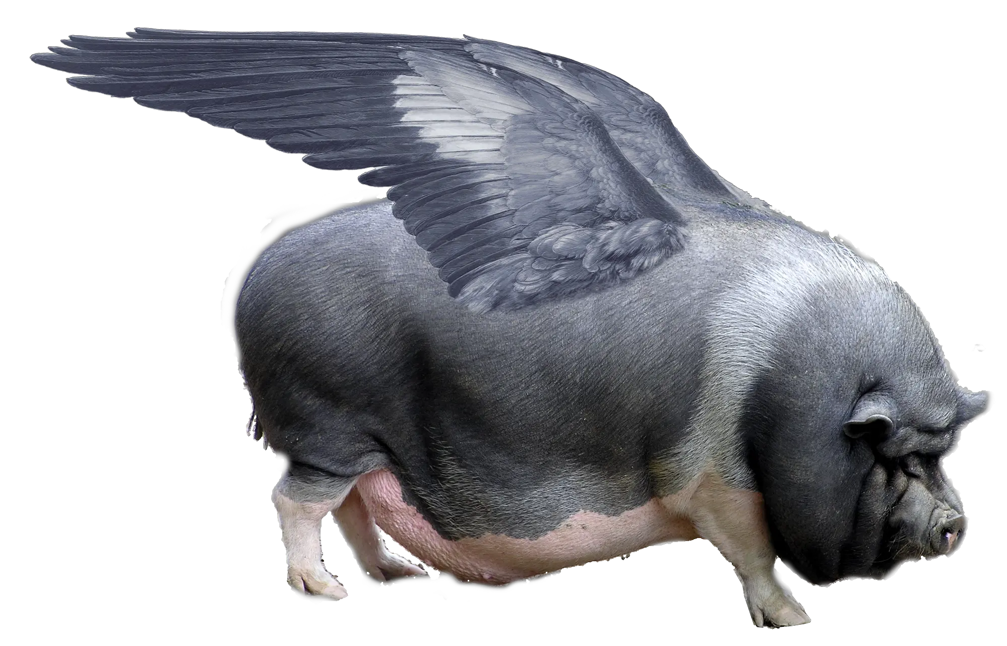 When Pigs Fly Flying Pig Png Fly Transparent Background