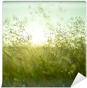 Summer Dry Grass Wallpaper Pixers Photography Png Dry Grass Png