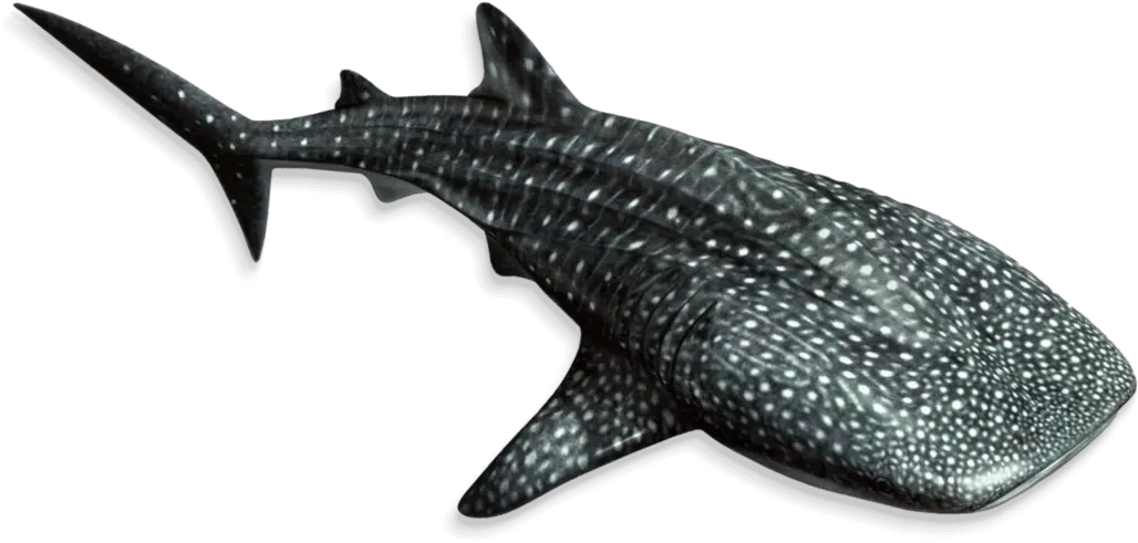 Georgia Aquarium Whale Shark Whale Shark Png Whale Shark Png