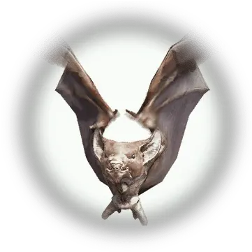 Bat Bdo Codex Bat Png Bats Icon