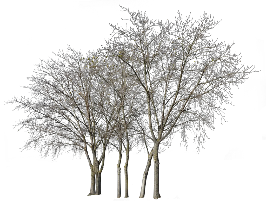 Cutout Trees Transparent Background Tree Cut Out Png Trees Background Png