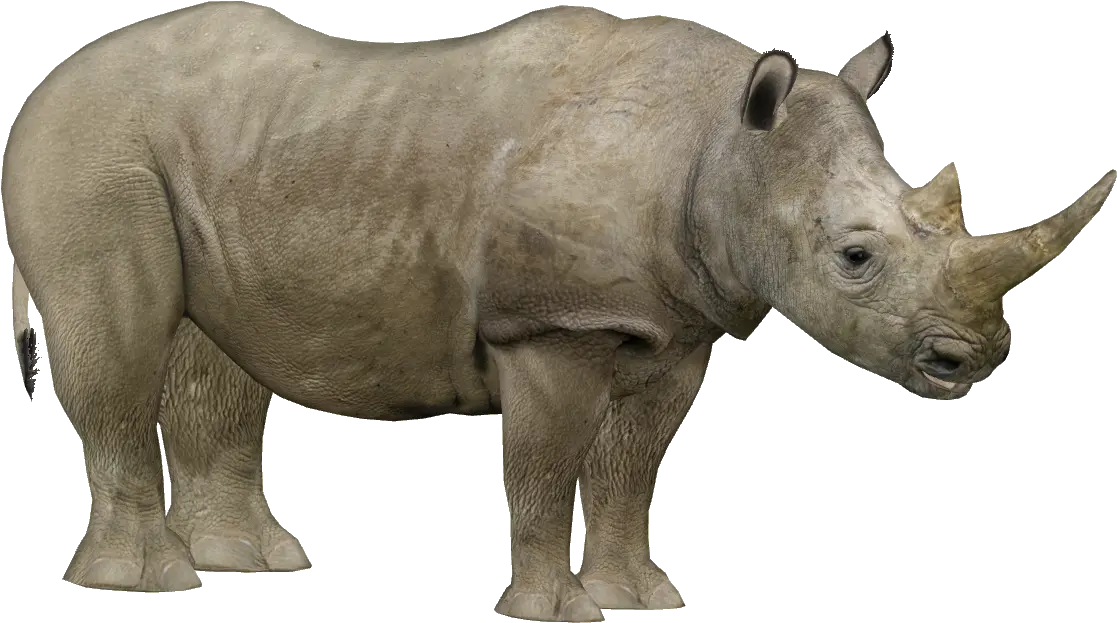 Png Hd Transparent Rhino Zoo Tycoon 2 White Rhinoceros Rhino Png