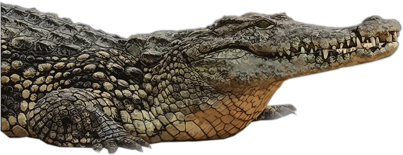 Crocodile Reptile Alligator Png Gator