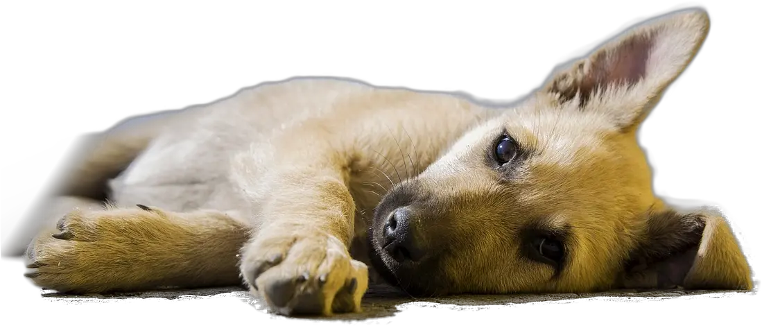 Sleeping Dogs Png Dog Sleeping Transparent Background Dogs Png