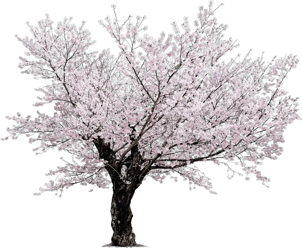 Download Cherry Blossom Tree Png Cherry Blossom Tree Beautiful Tree Png Sakura Png