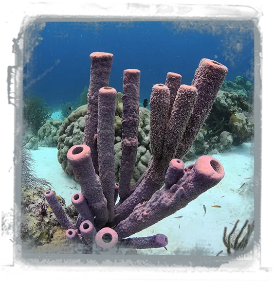 Value Of Coral Reefs U2014 Deep Blue Discoveries Marine Biology Png Coral Reef Png