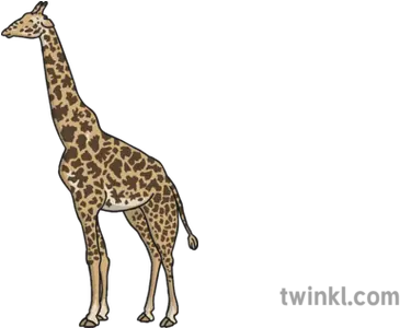 Giraffe 1 Illustration Twinkl Medidas De Largo Corto Png Giraffe Png