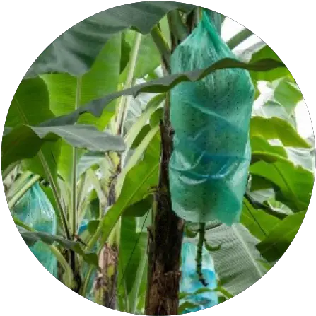 Banana Tree Bags Packaging Solutions Tc Transcontinental Png Garden Edge Icon Plastics