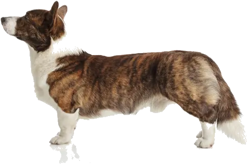 Cardigan Welsh Corgi Breed Facts And Information Petcoach Cardigan Welsh Corgi Png Corgi Png