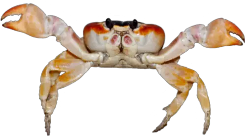 Crab Cosmosdex Imagenes De Animales Acuaticos Fondo Blanco Png Crab Png