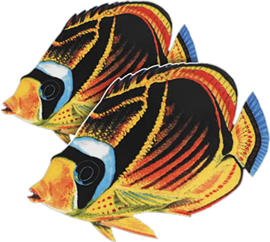 Porcelain Raccoon Butterfly Fish Double Mosaic U2014 Custom Mosaics Raccoon Butterfly Fish Png Racoon Png