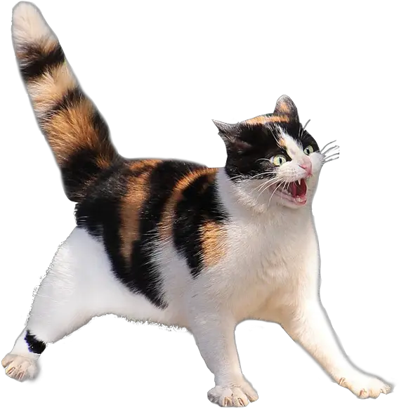 Scared Cat Transparent Background Spottedleaf Real Life Warrior Cats Png Cat Transparent Background