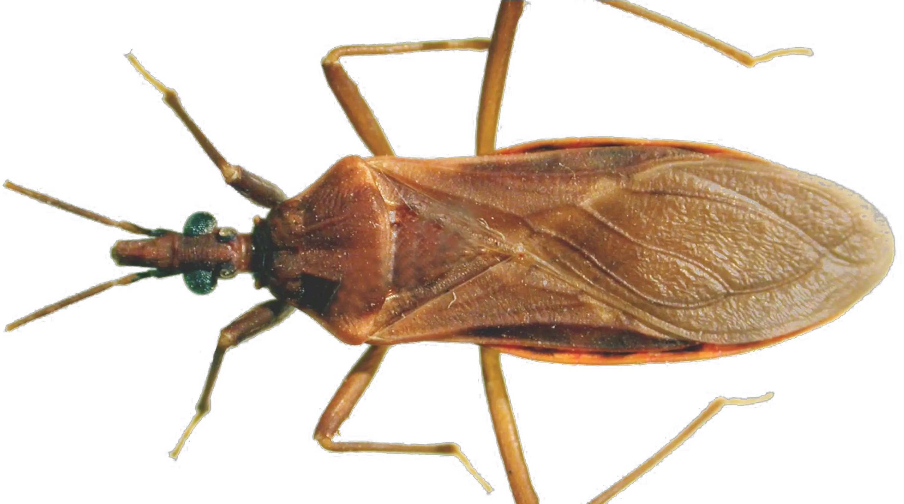 Download Brown Bug Png Clipart Background Chaga Insect Png Bugs That Look Like Cockroaches Ontario Bug Png