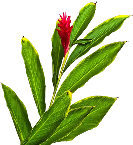 Fiji Ginger Red Ginger Flower Png Ginger Png