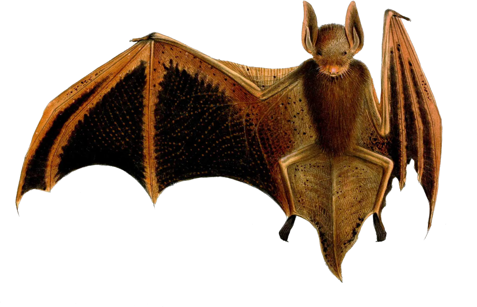 Bat Vintage Art Free Stock Photo Public Domain Pictures Murcielago Papel Png Bats Transparent Background