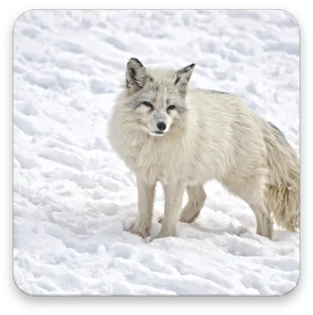 Arctic Fox Wallpaper Hd U2013 Appar På Google Play Zorro Artico Png Arctic Fox Png