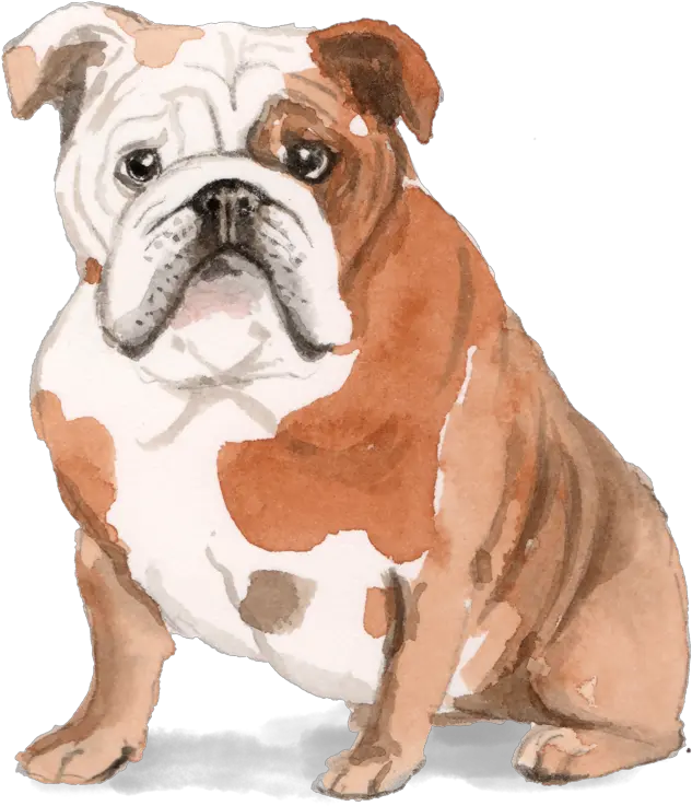 French Bulldog Dachshund Puppy Pug Puppy Png Download Happy Birthday English Bulldog Pug Transparent Background