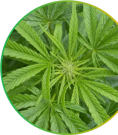Kanab Club Cannabis Png Cannabis Leaf Png