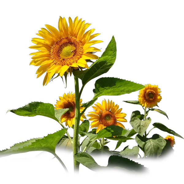 Kiss Png Sunflower