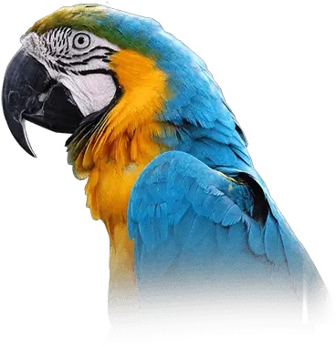 Macaw Personality Food U0026 Care U2013 Pet Birds By Lafeber Co Blue Throated Macaw Png Parrot Transparent Background