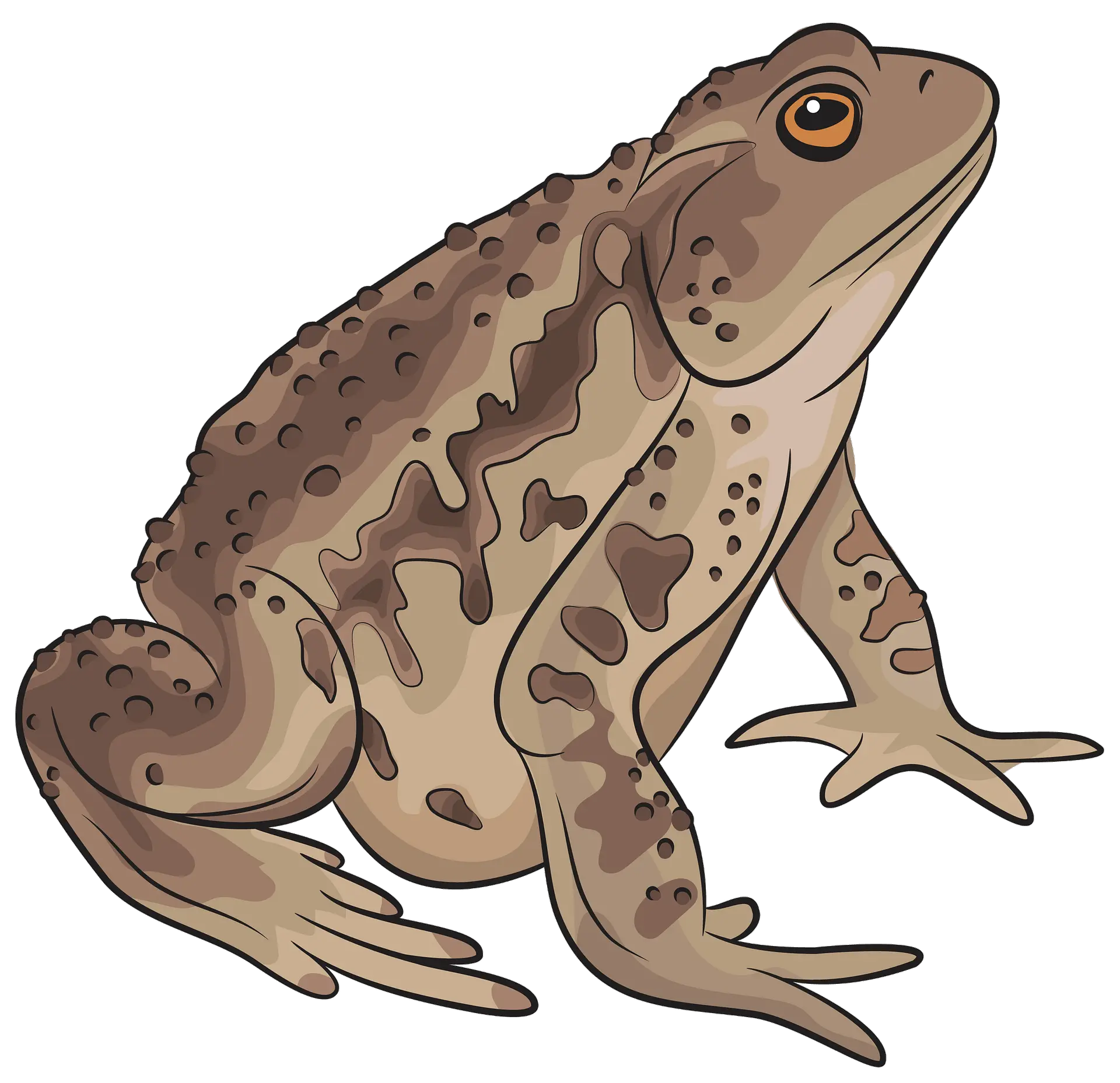 Asiatic Toad Clipart Free Download Transparent Png Creazilla Frogs And Toads Clipart Toad Png