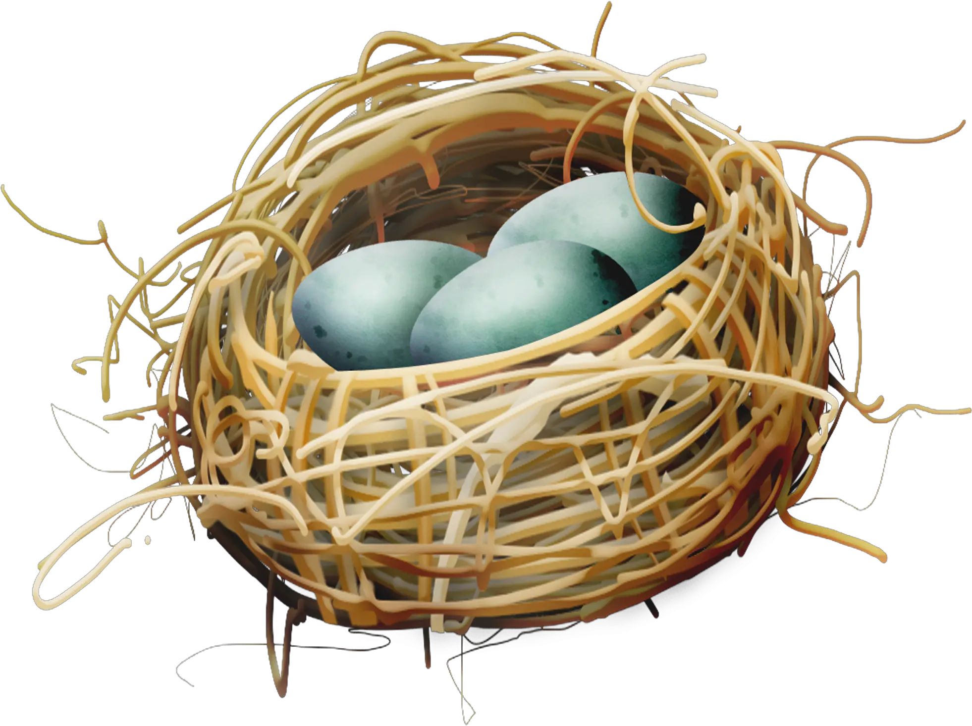 Bird Nest Egg Bird Nest Clipart 2362x2362 Png Clipart Transparent Nest Clipart Bird Nest Png png
