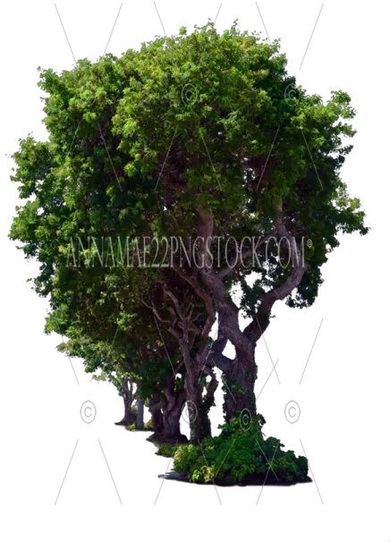Tree Png Stock Photos Tree Trees Png Images