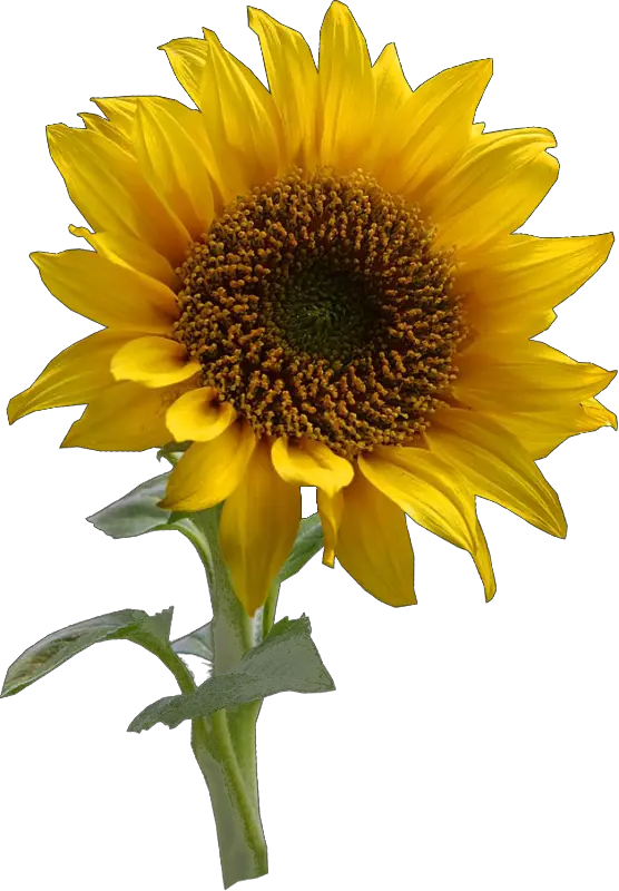 Large Sunflower Png