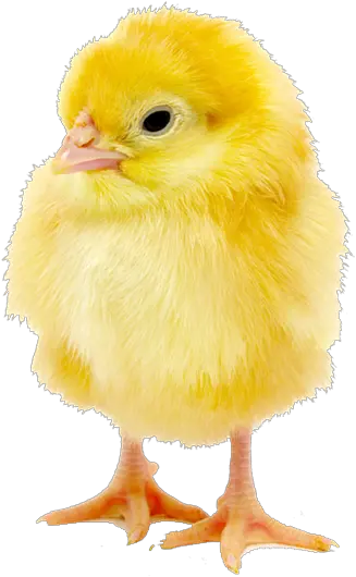 Download Hd Http Baby Chick Image Download Png Chick Png