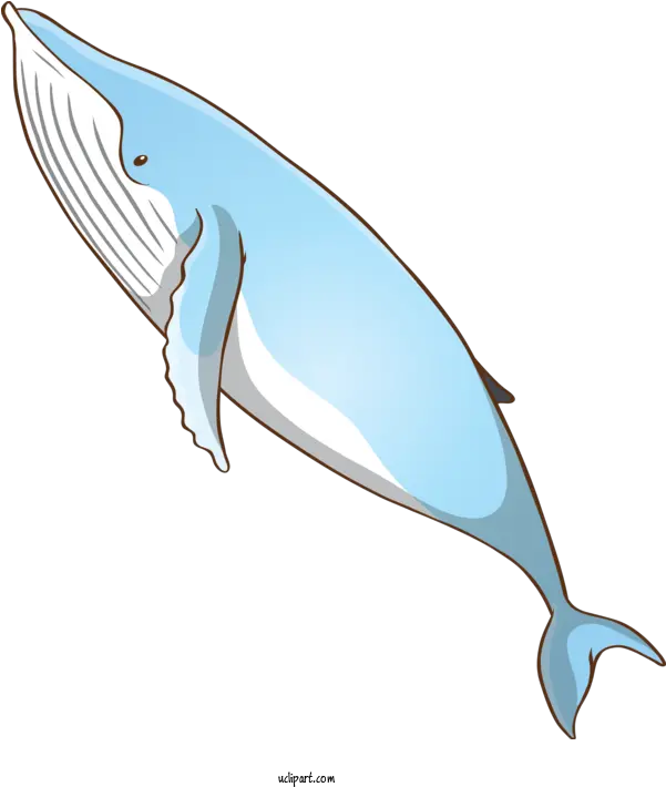 Animals Fin Bottlenose Dolphin Blue Bottlenose Dolphin Png Whale Transparent